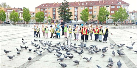 Motylki na spacerze po Koszalinie
